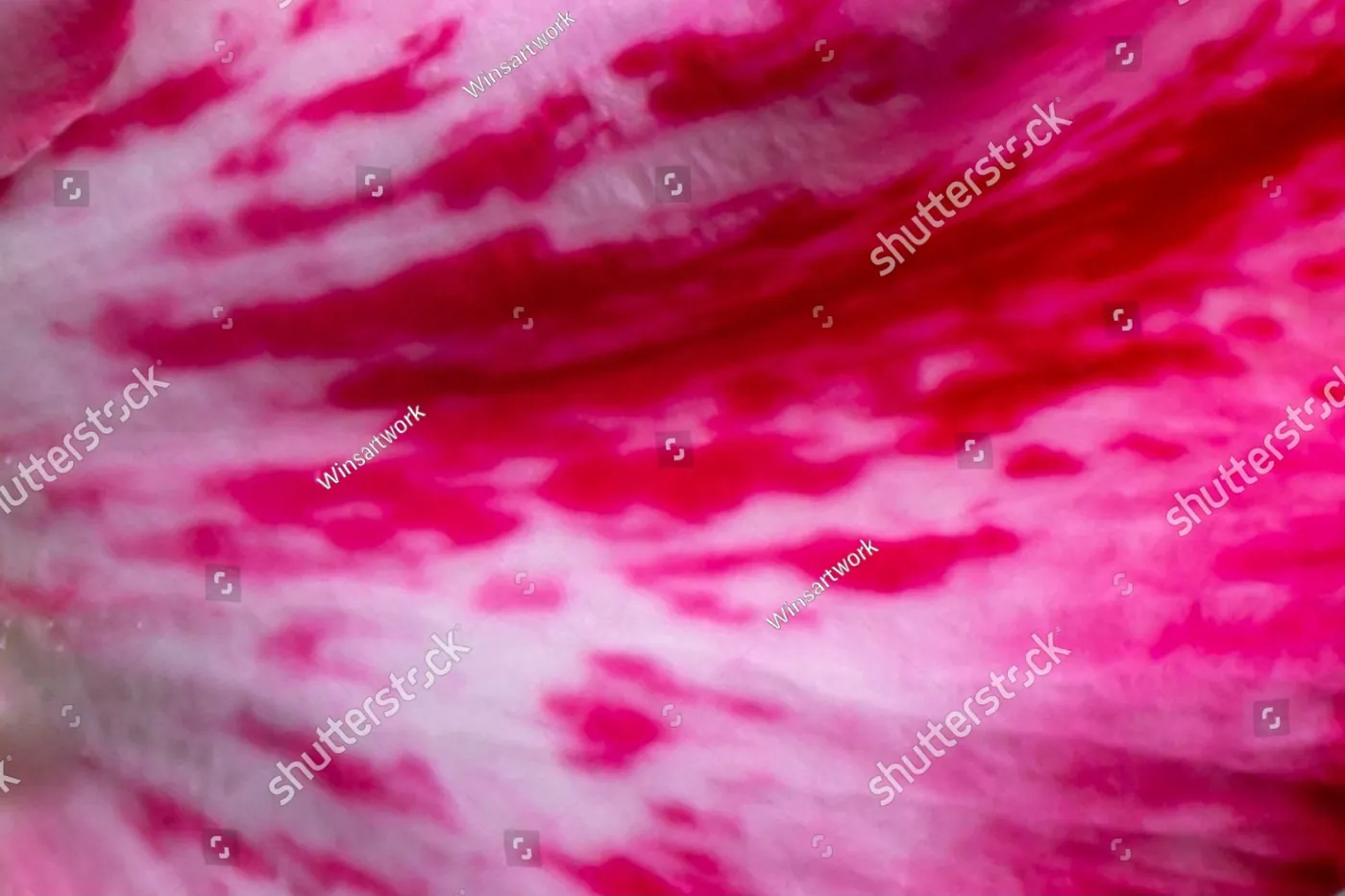 Close-up of deep pink petals